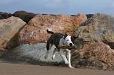 AMSTAFF ADULT 275